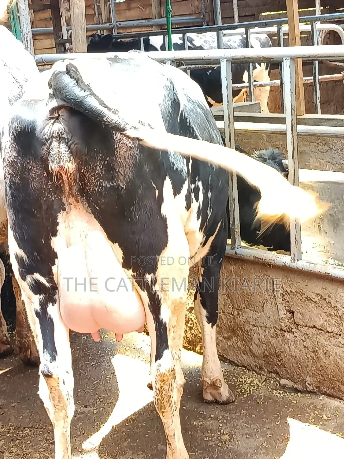 Friesian Heifer 8 Months Incalf