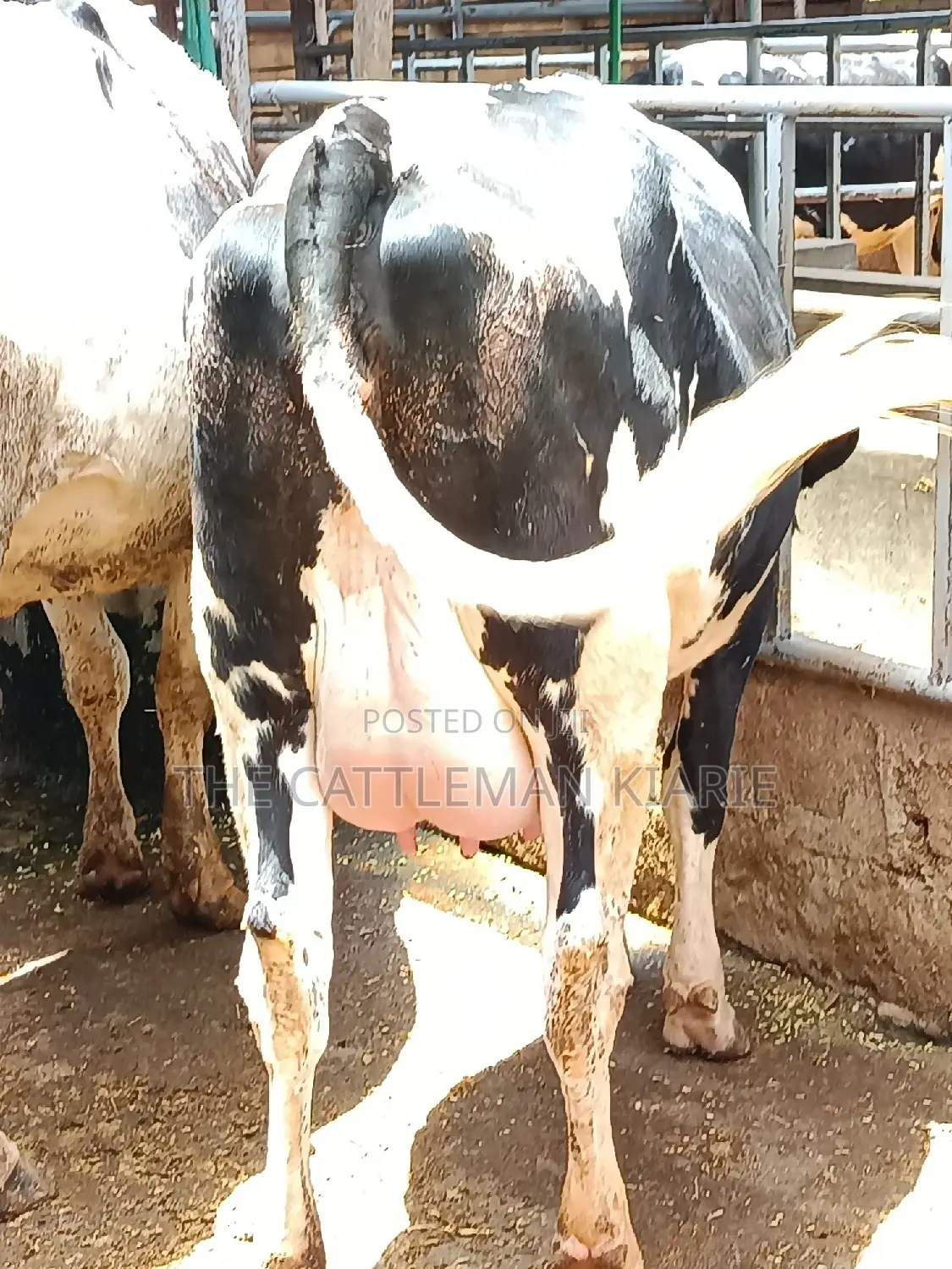 Friesian Heifer 8 Months Incalf