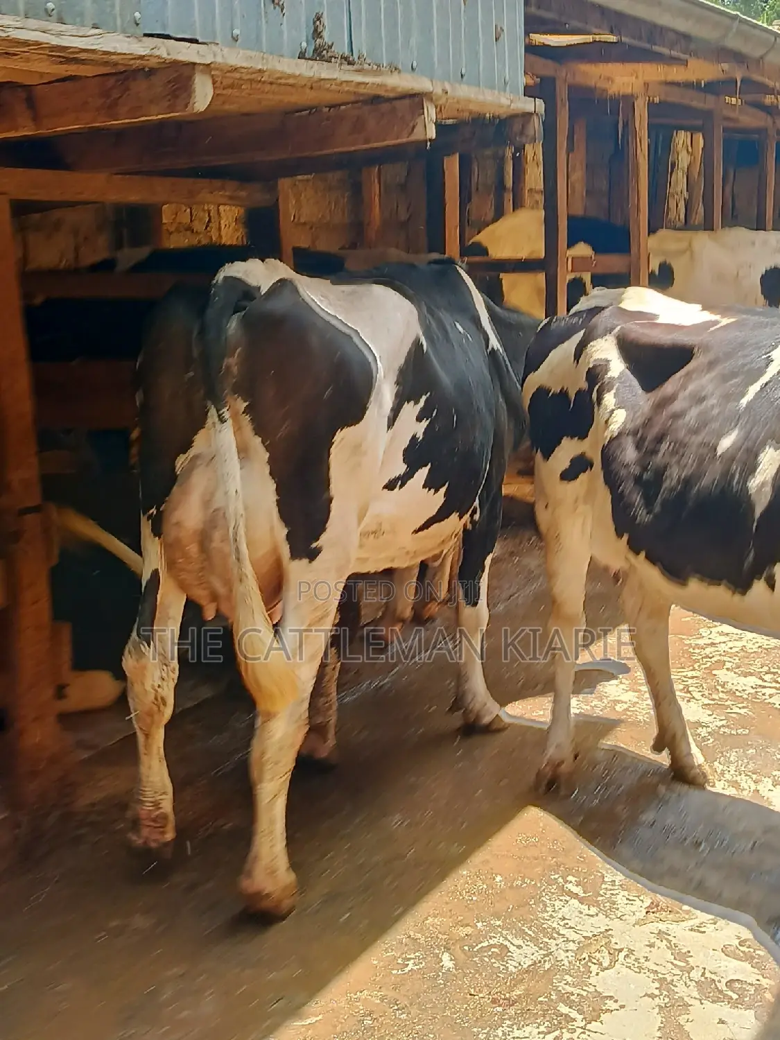 Dairy Cow 43-46 Litres Per Day