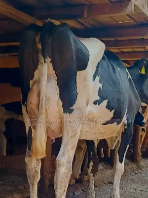 Dairy Cow 43-46 Litres Per Day