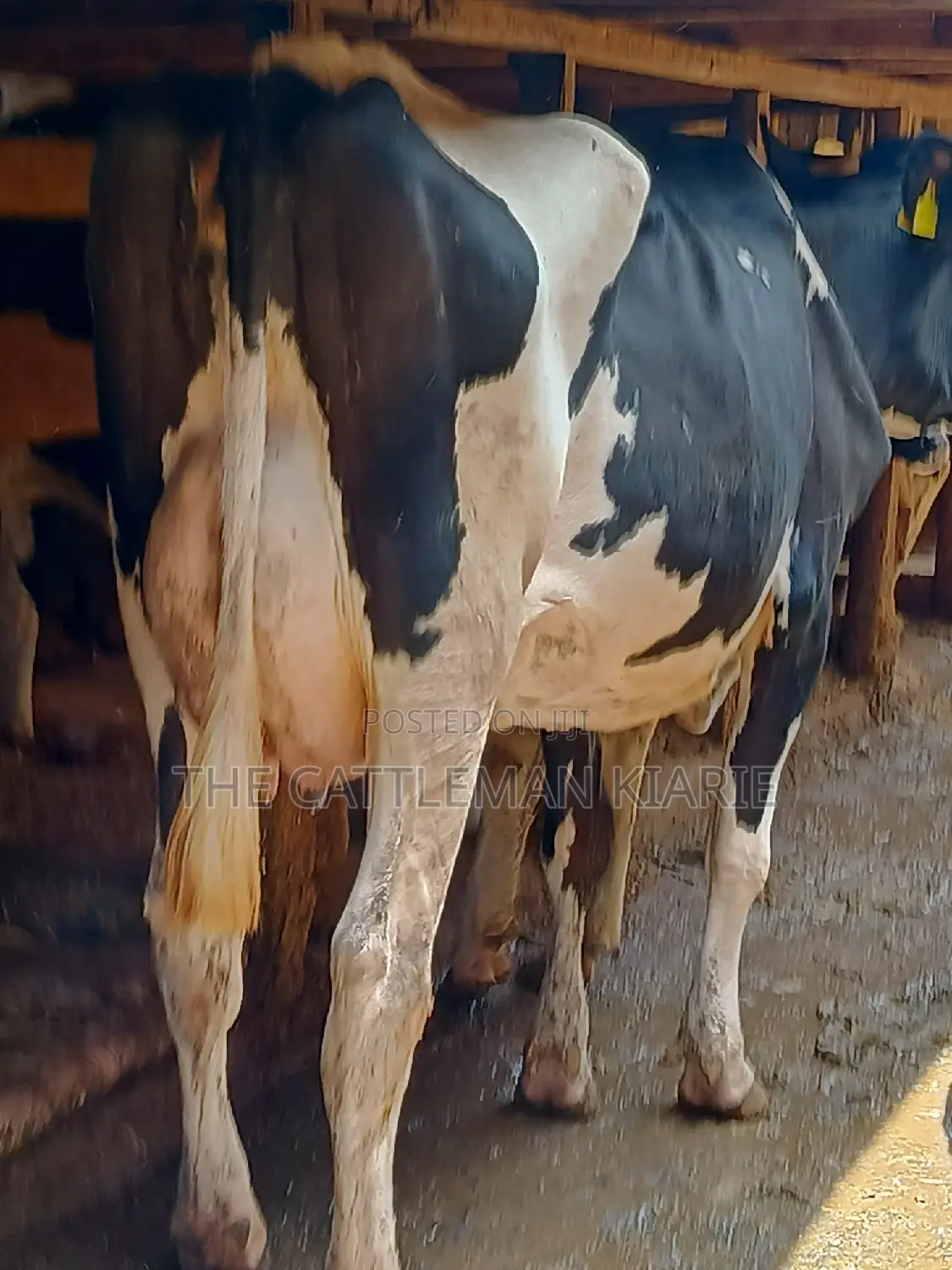 Dairy Cow 43-46 Litres Per Day