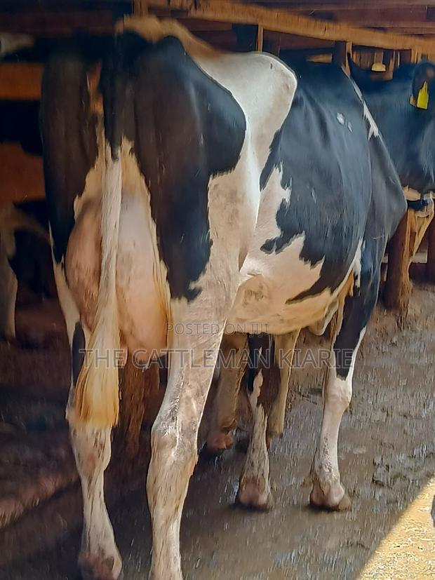 Dairy Cow 43-46 Litres Per Day - thumbnail 4