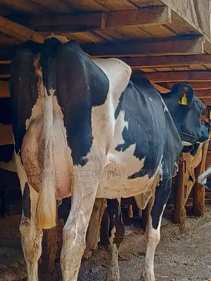 Dairy Cow 43-46 Litres Per Day
