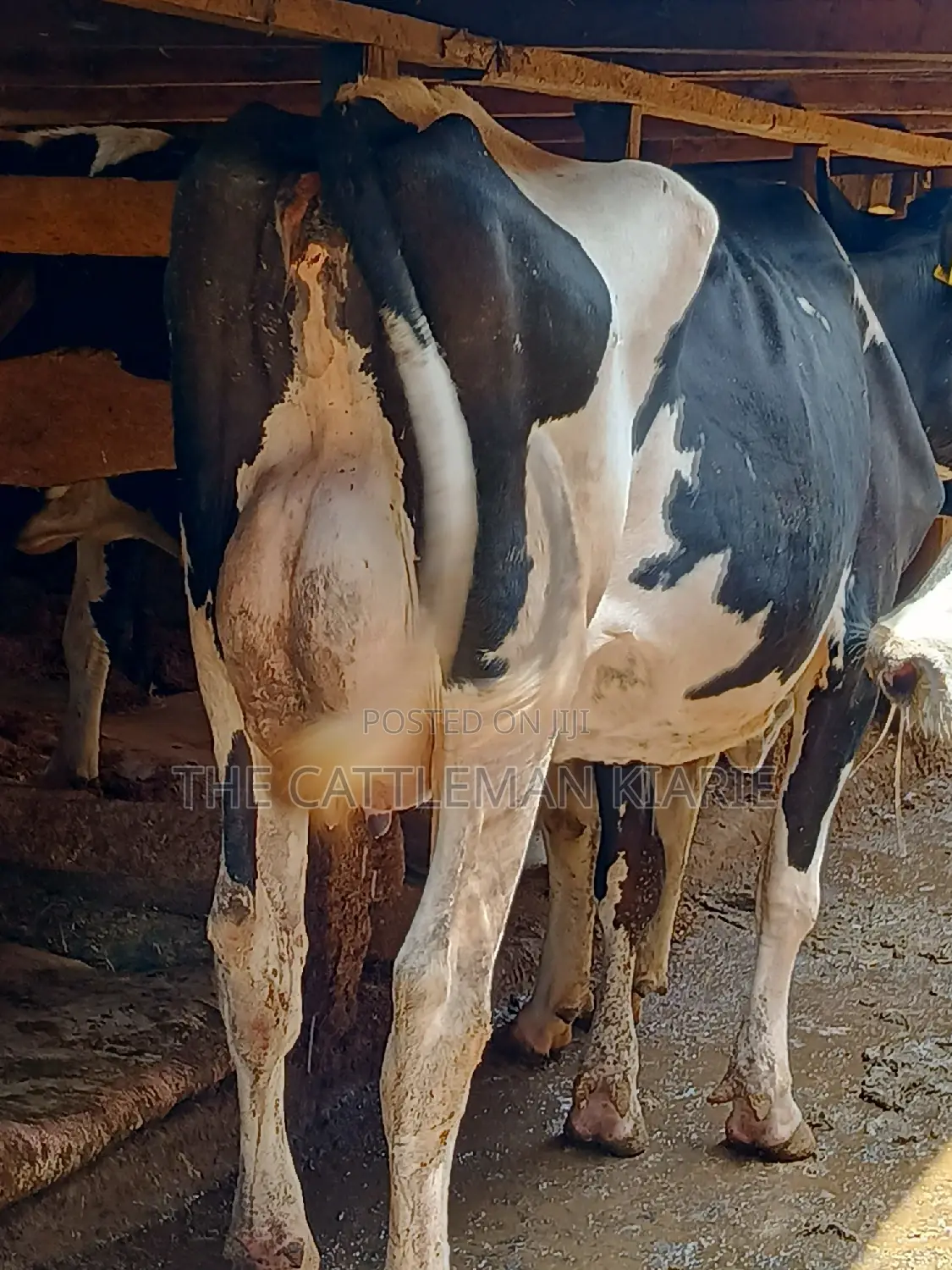 Dairy Cow 43-46 Litres Per Day