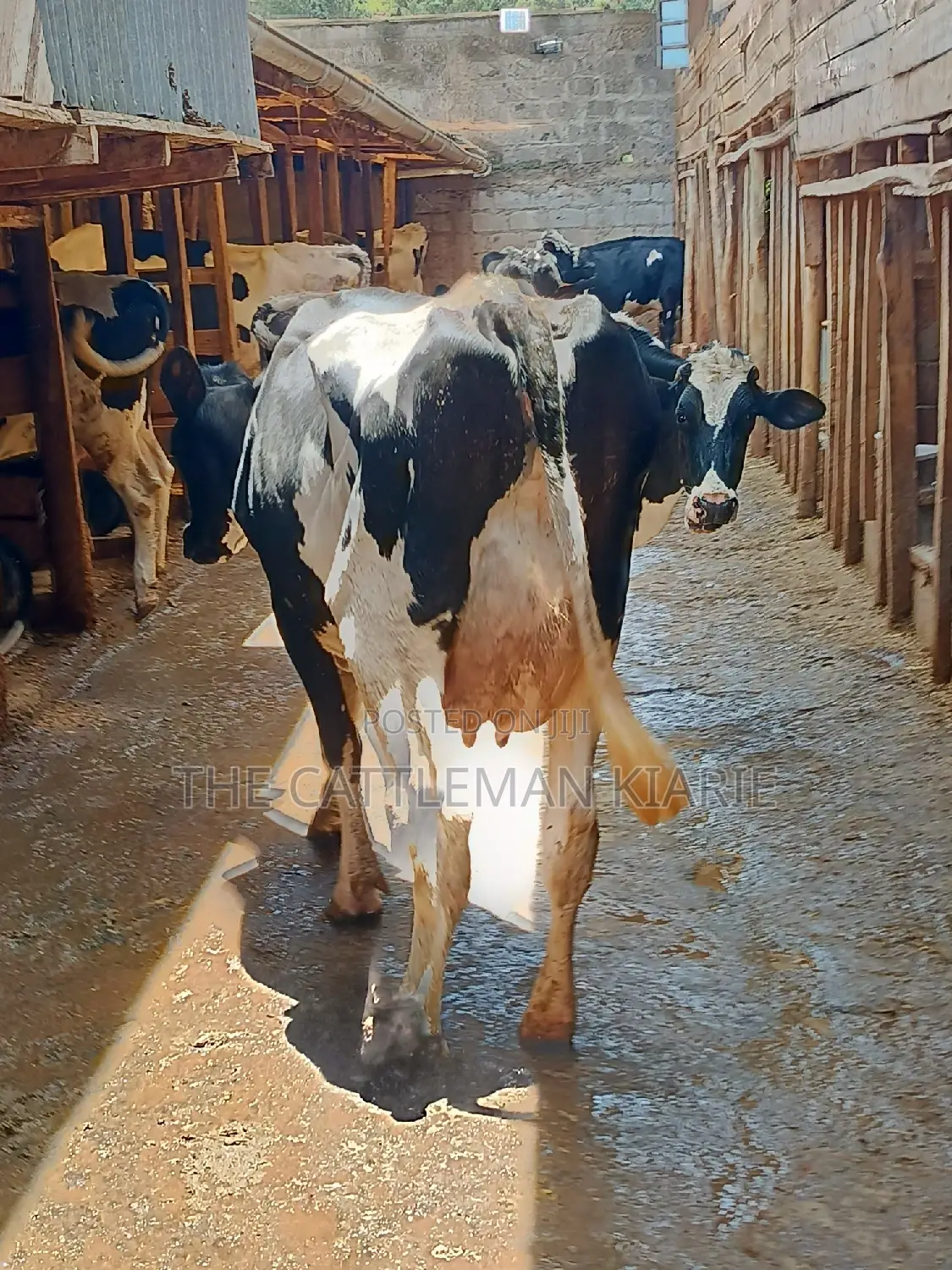Dairy Cow 43-46 Litres Per Day