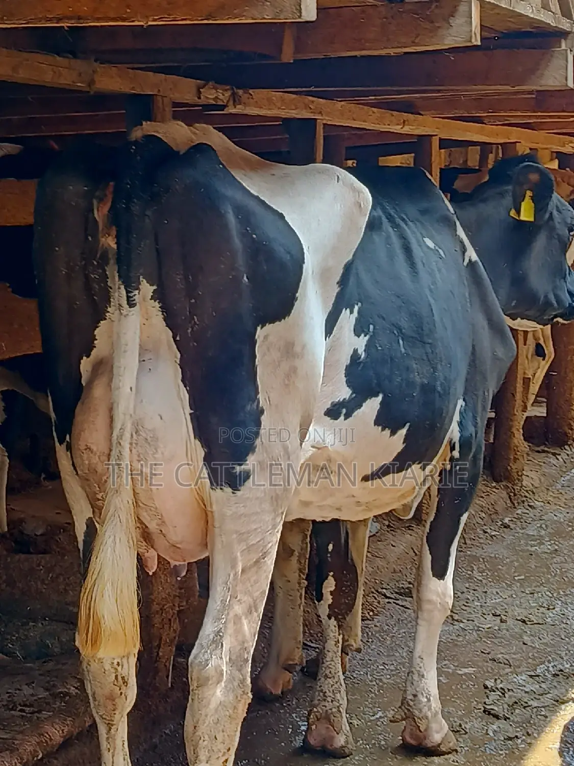Dairy Cow 43-46 Litres Per Day