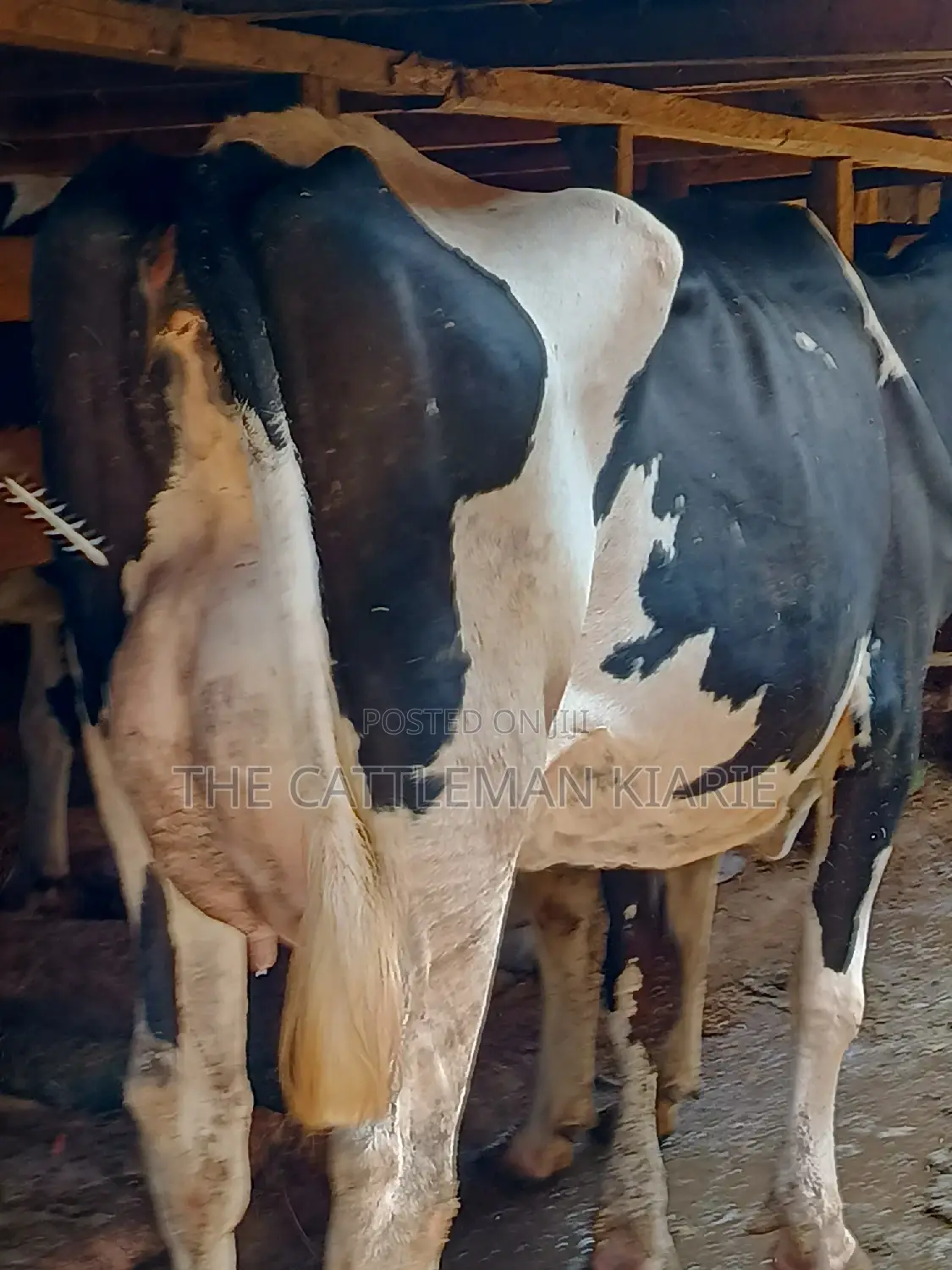 Dairy Cow 43-46 Litres Per Day