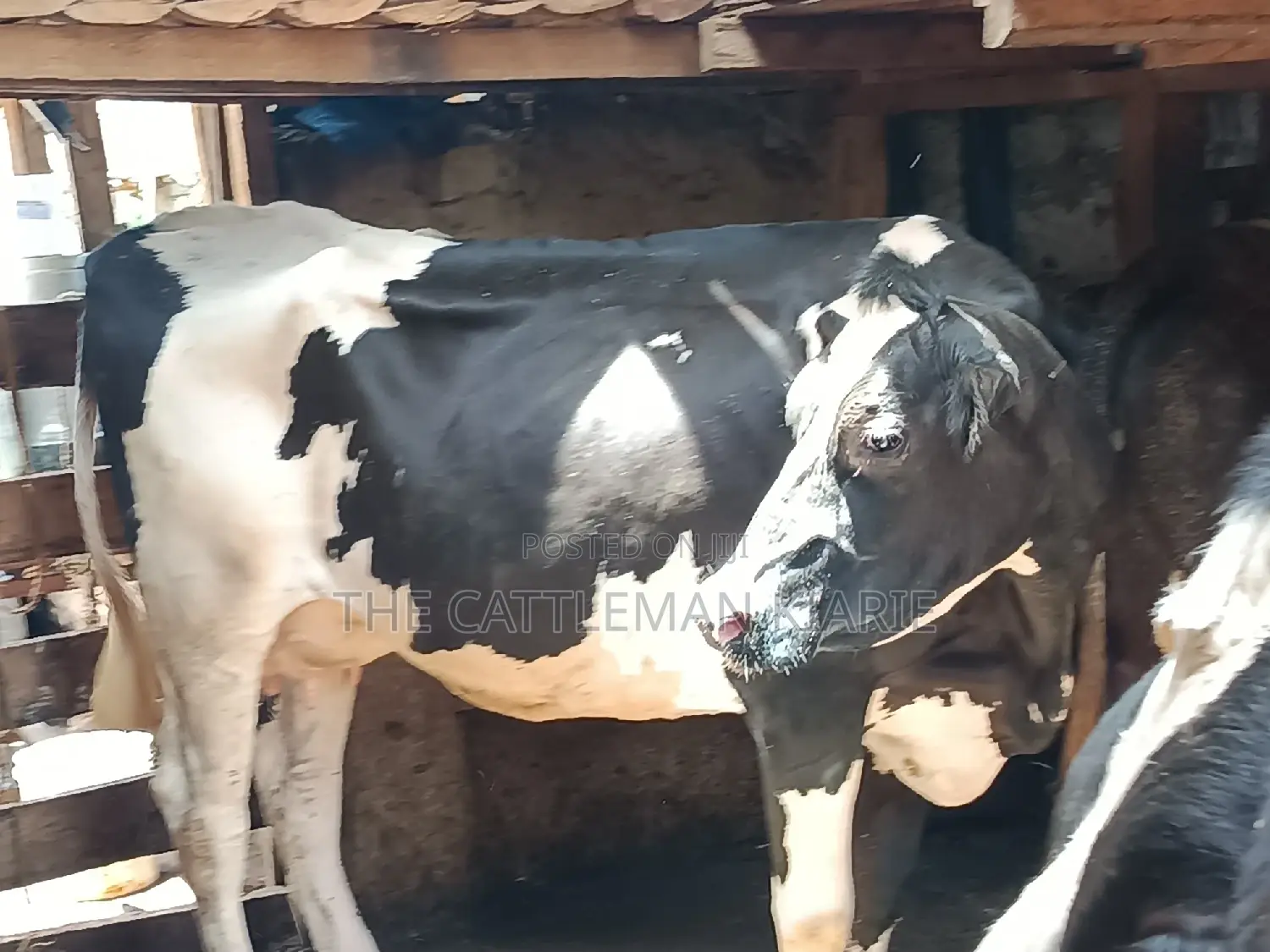 Dairy Cow 43-46 Litres Per Day