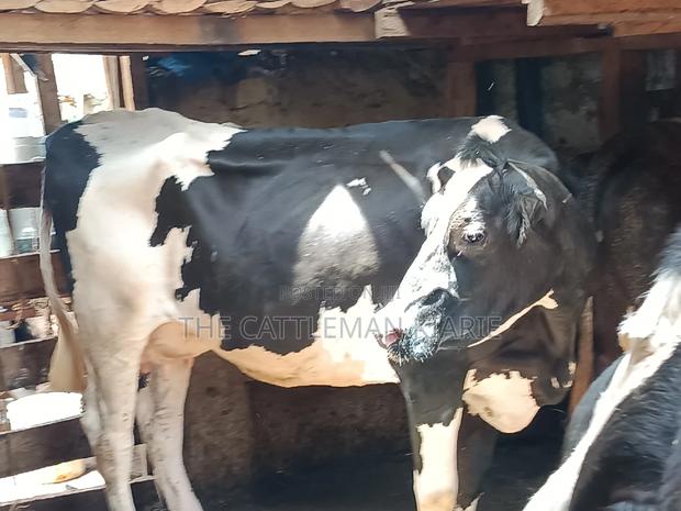 Dairy Cow 43-46 Litres Per Day - thumbnail 10