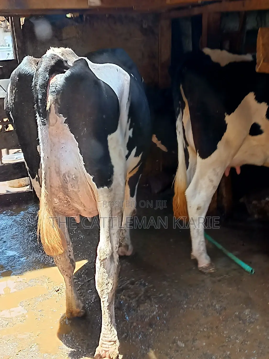 Dairy Cow 43-46 Litres Per Day