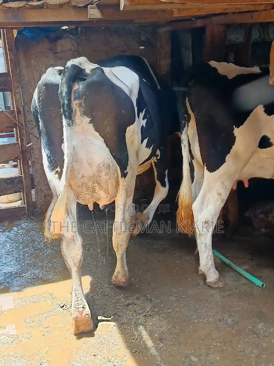 Dairy Cow 43-46 Litres Per Day