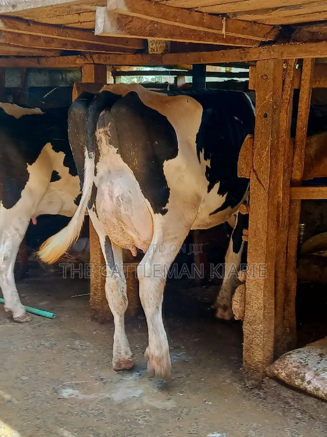 Dairy Cow 43-46 Litres Per Day
