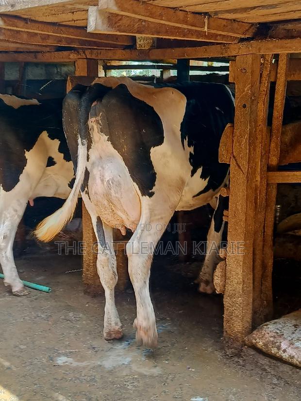 Dairy Cow 43-46 Litres Per Day - thumbnail 13