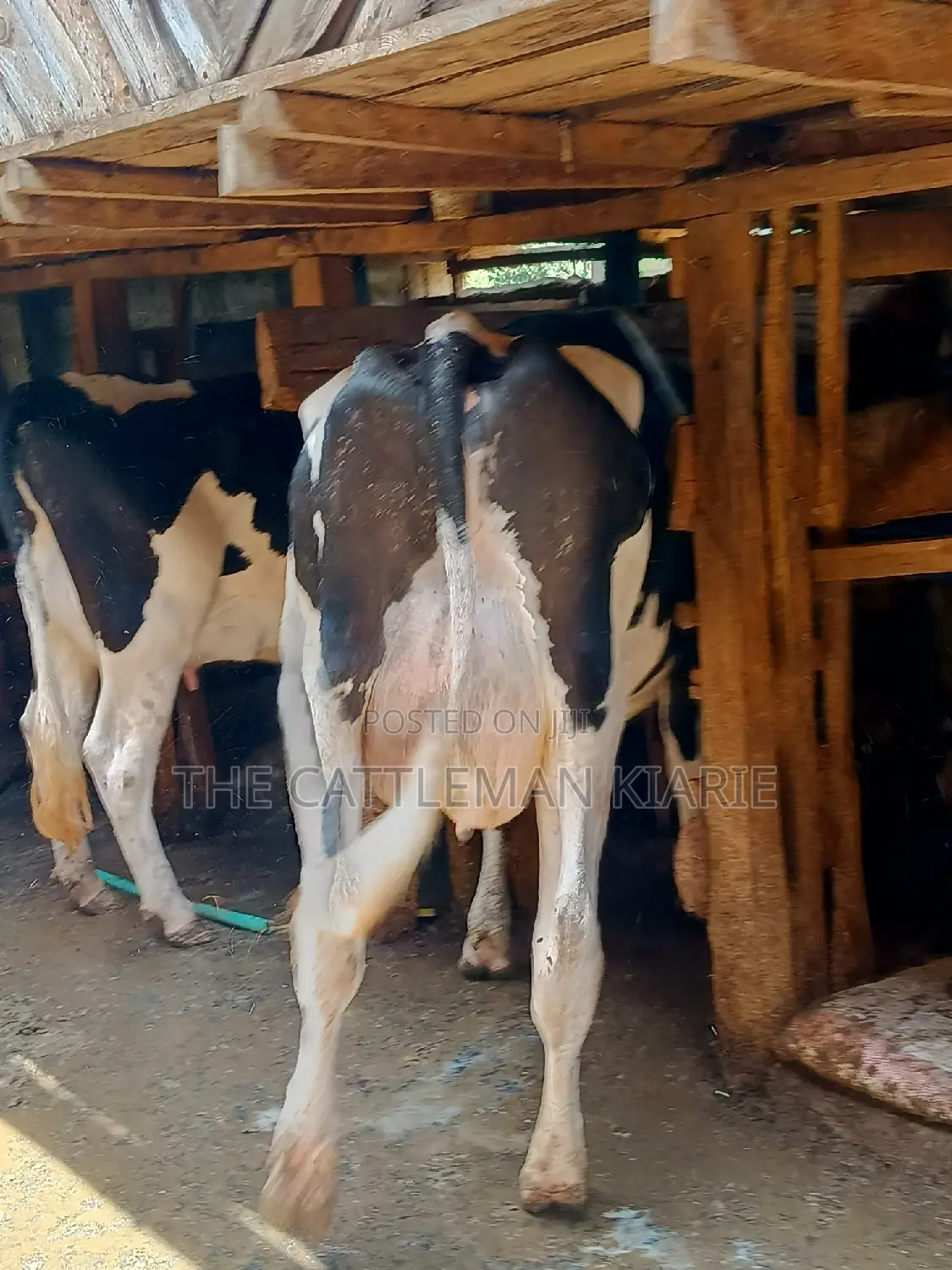 Dairy Cow 43-46 Litres Per Day