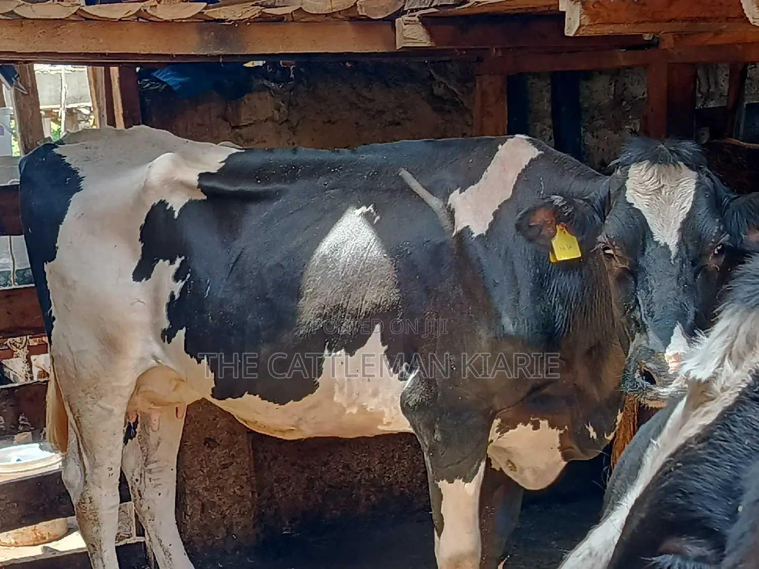 Dairy Cow 43-46 Litres Per Day
