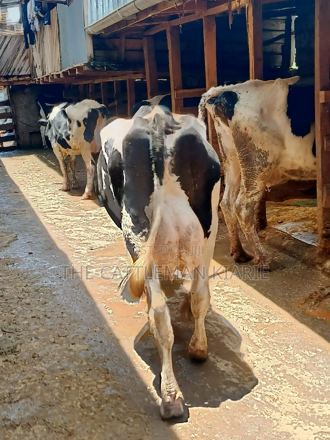 Dairy Cow 43-46 Litres Per Day