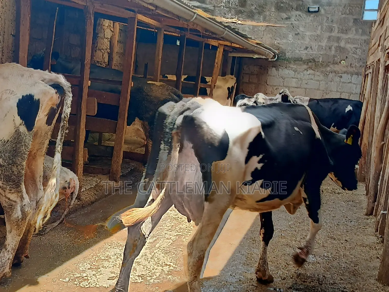 Dairy Cow 43-46 Litres Per Day
