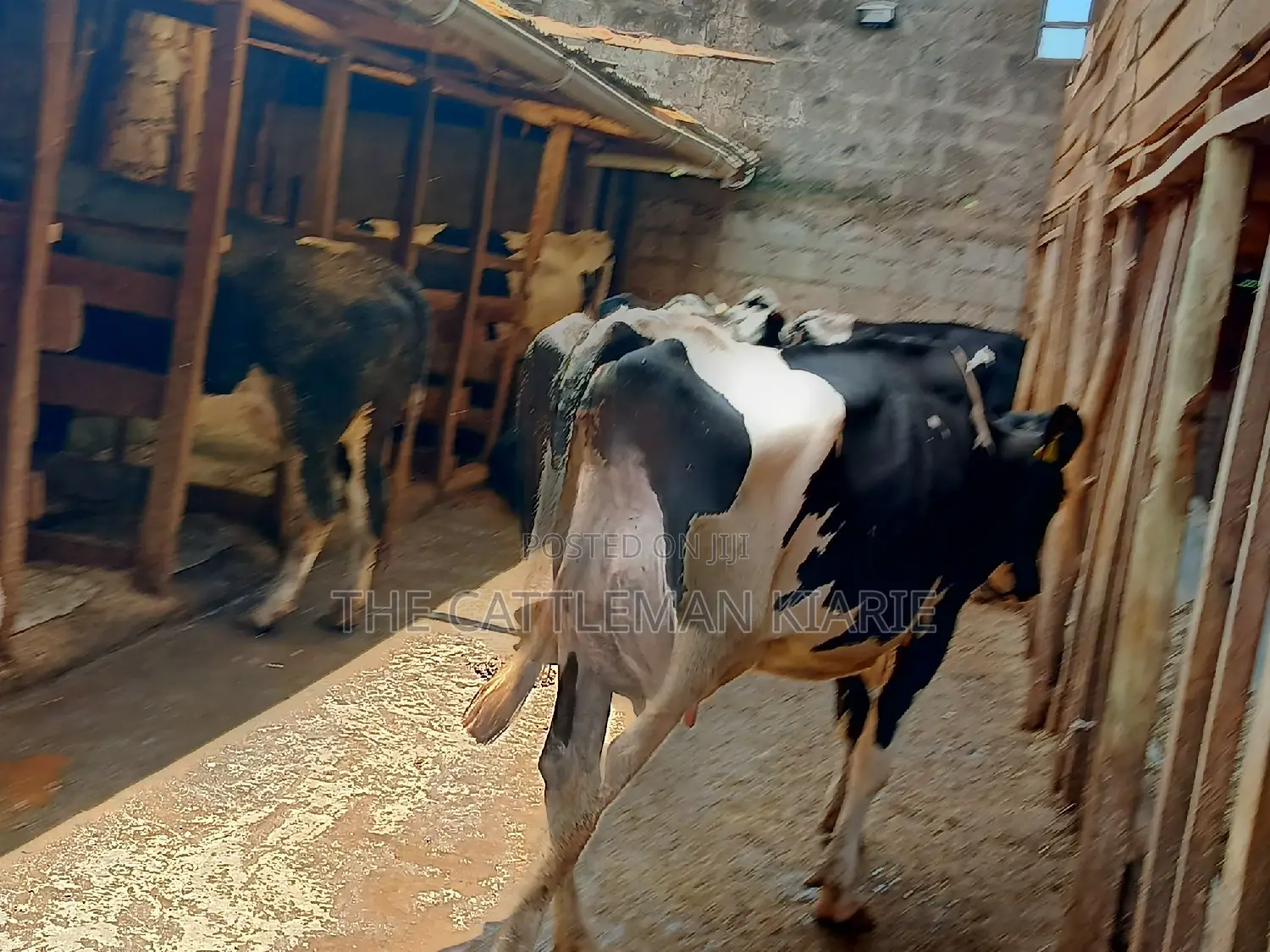 Dairy Cow 43-46 Litres Per Day