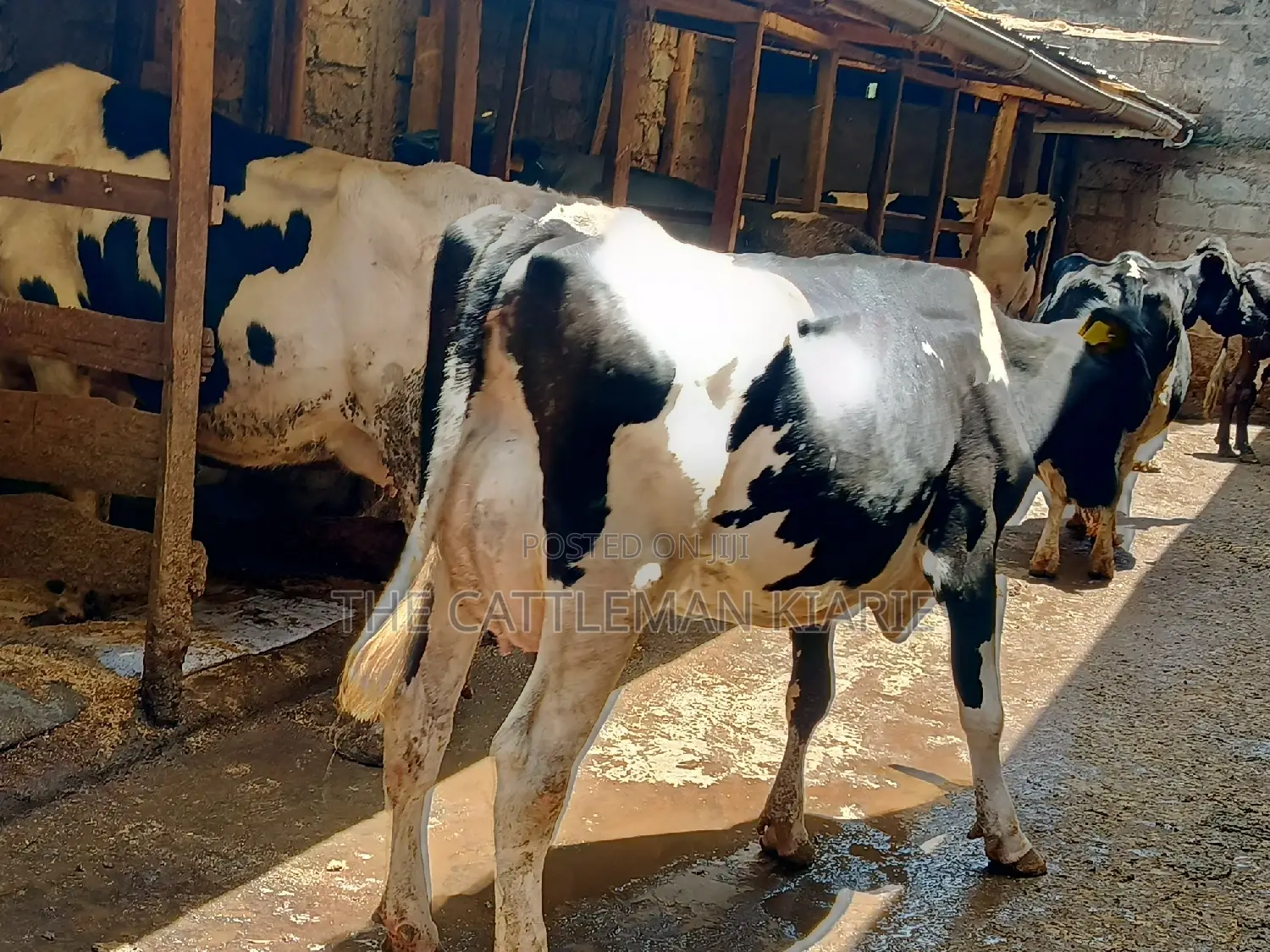 Dairy Cow 43-46 Litres Per Day