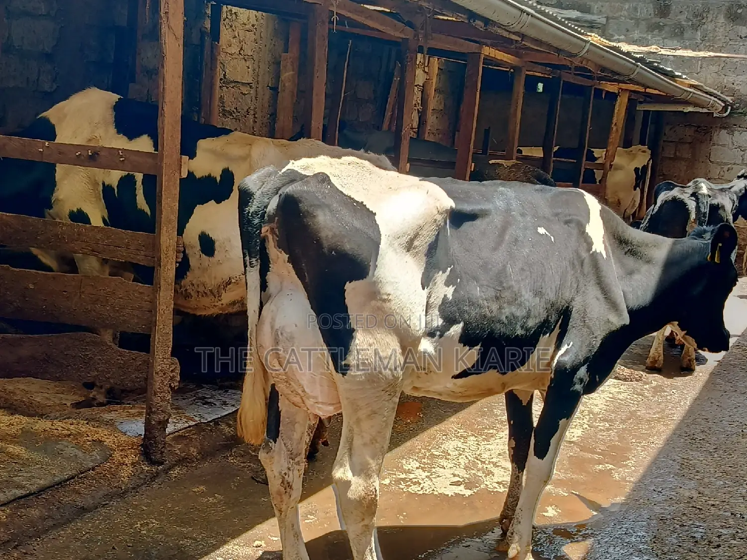 Dairy Cow 43-46 Litres Per Day