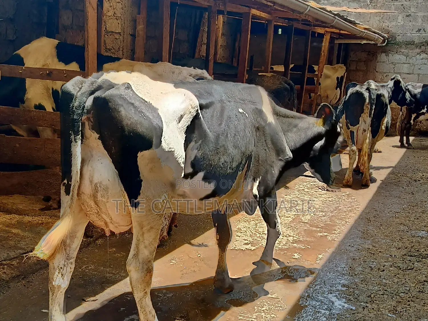 Dairy Cow 43-46 Litres Per Day