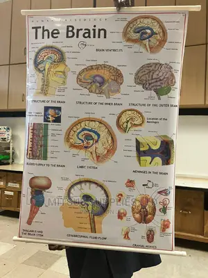 Chart of Human Physiology- The Human Brain ( 43 by 28)