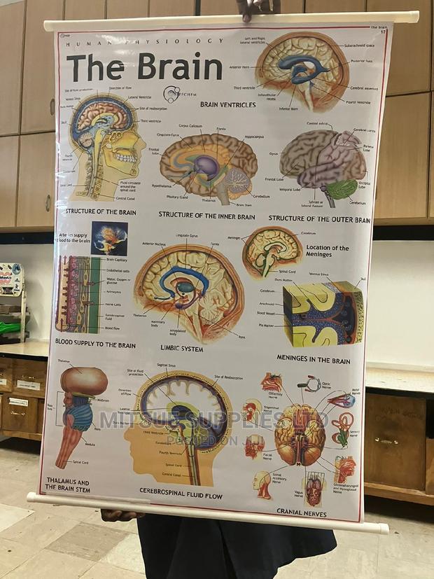 Chart of Human Physiology- The Human Brain ( 43 by 28)