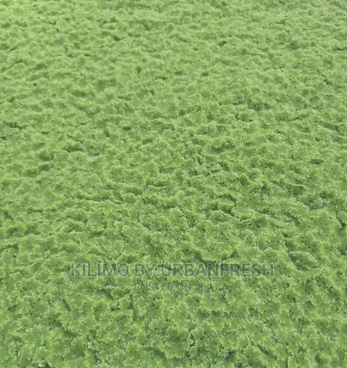 Azolla Fern Livestock Feed.
