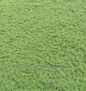 Azolla Fern Livestock Feed.