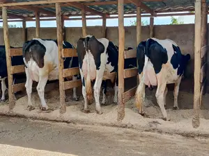 Pedigree Dairy Cow (30) + Litres Per Day