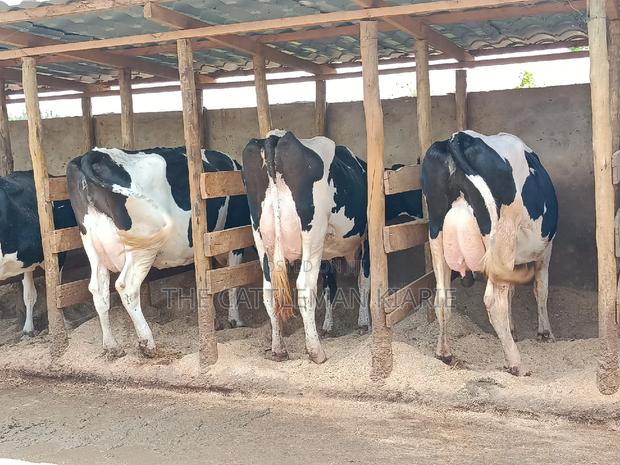 Pedigree Dairy Cow (30) + Litres Per Day - thumbnail 3