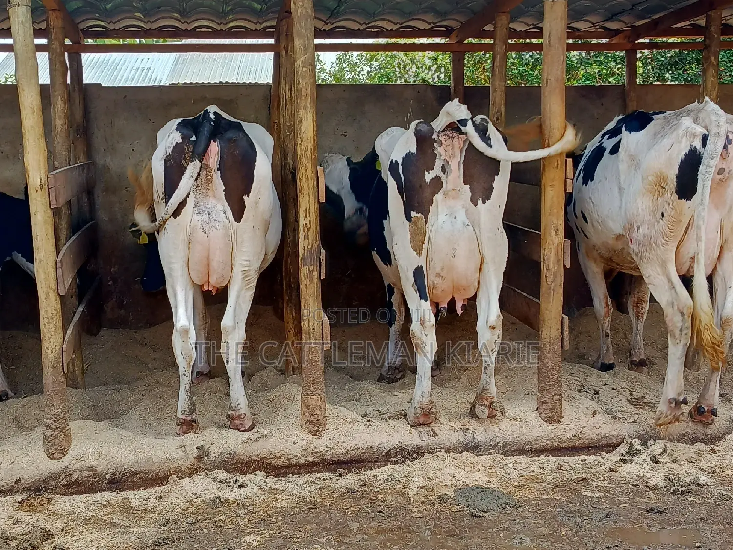 Pedigree Dairy Cow (30) + Litres Per Day