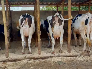 Pedigree Dairy Cow (30) + Litres Per Day