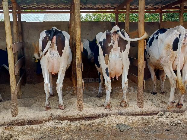 Pedigree Dairy Cow (30) + Litres Per Day - thumbnail 4