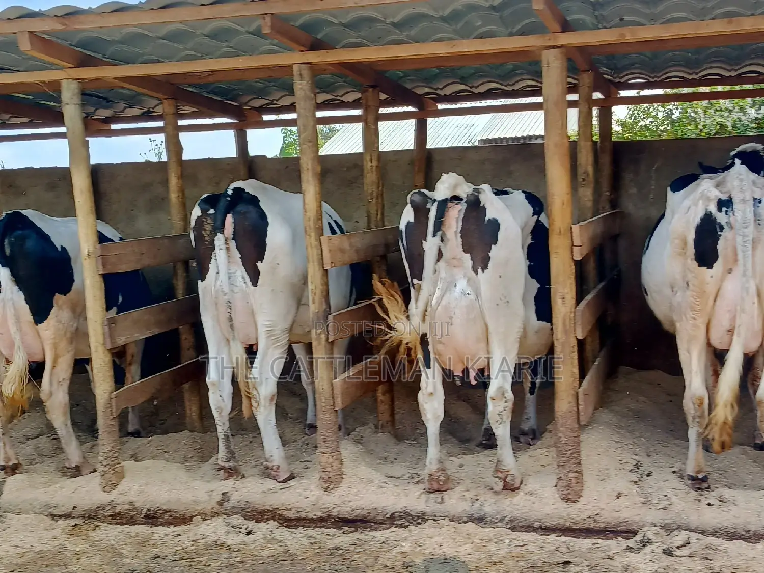 Pedigree Dairy Cow (30) + Litres Per Day