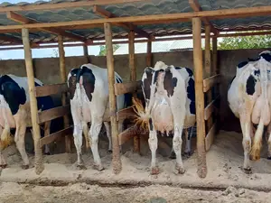 Pedigree Dairy Cow (30) + Litres Per Day