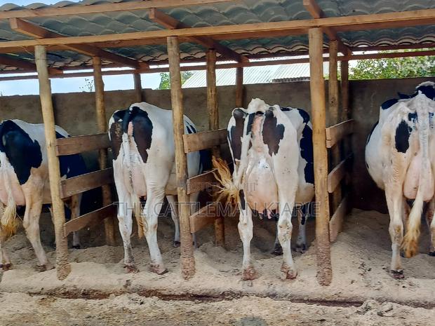 Pedigree Dairy Cow (30) + Litres Per Day - thumbnail 5