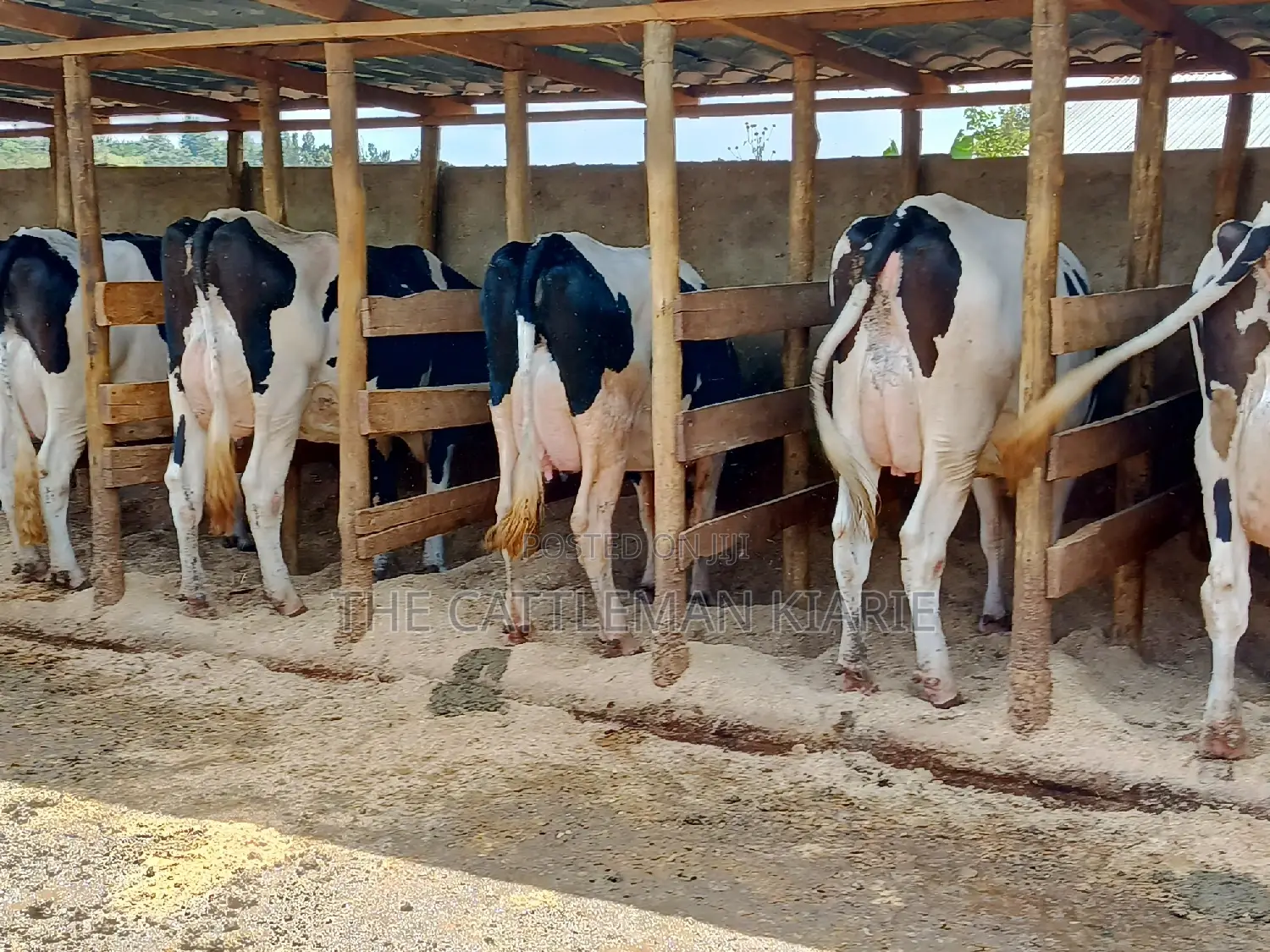 Pedigree Dairy Cow (30) + Litres Per Day