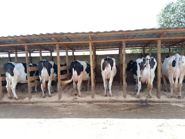 Pedigree Dairy Cow (30) + Litres Per Day - thumbnail 6