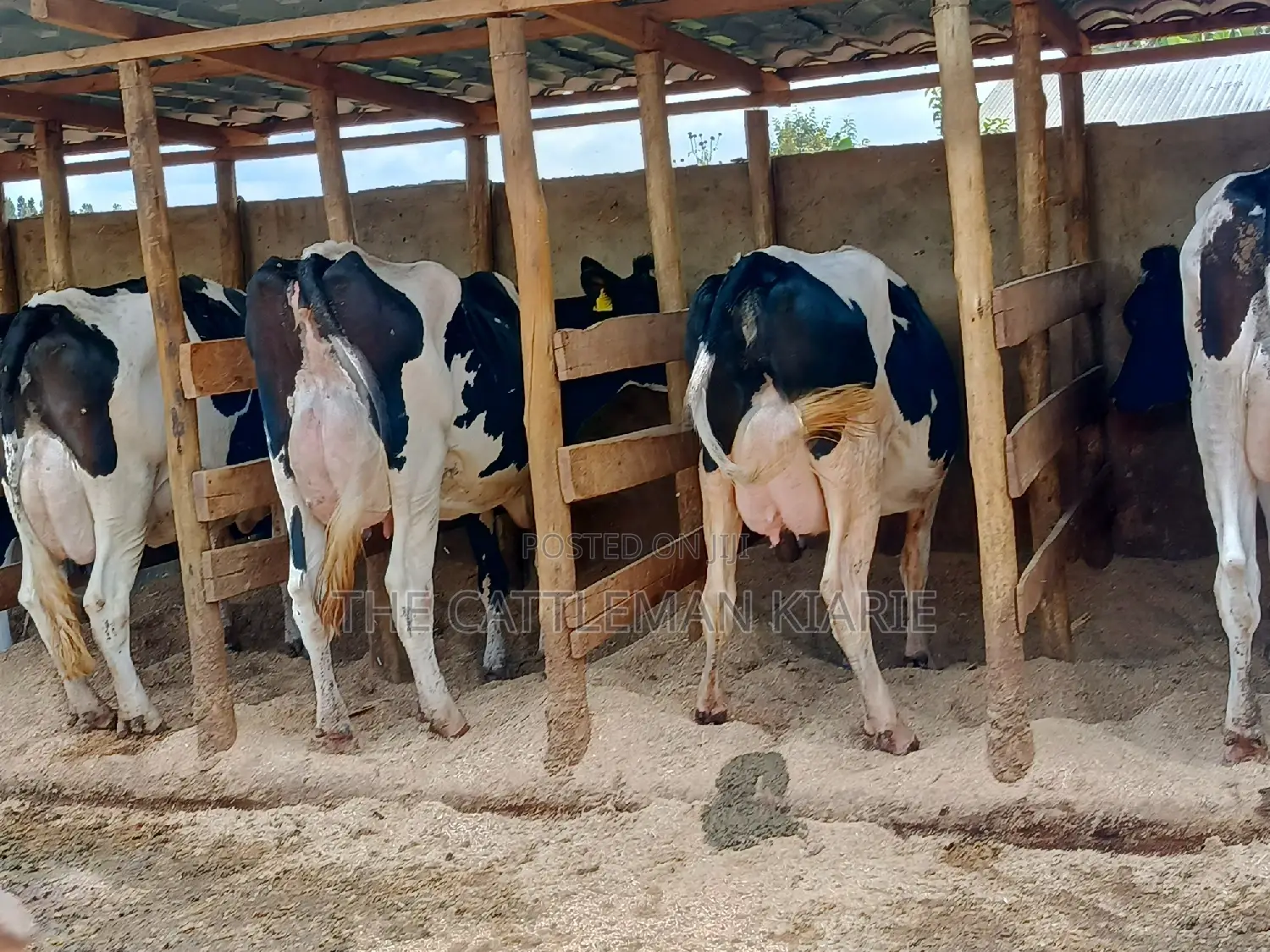 Pedigree Dairy Cow (30) + Litres Per Day