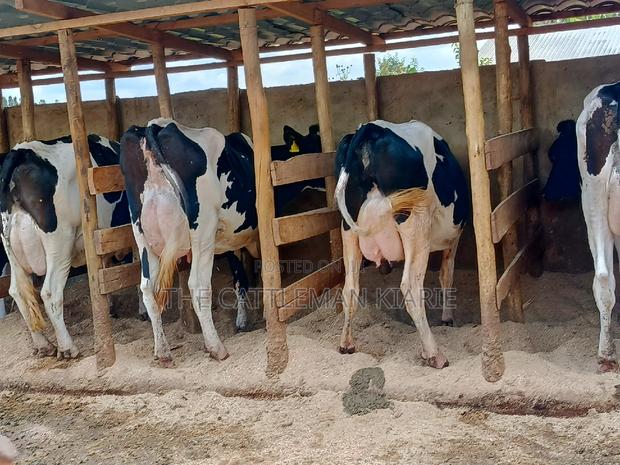 Pedigree Dairy Cow (30) + Litres Per Day - thumbnail 8