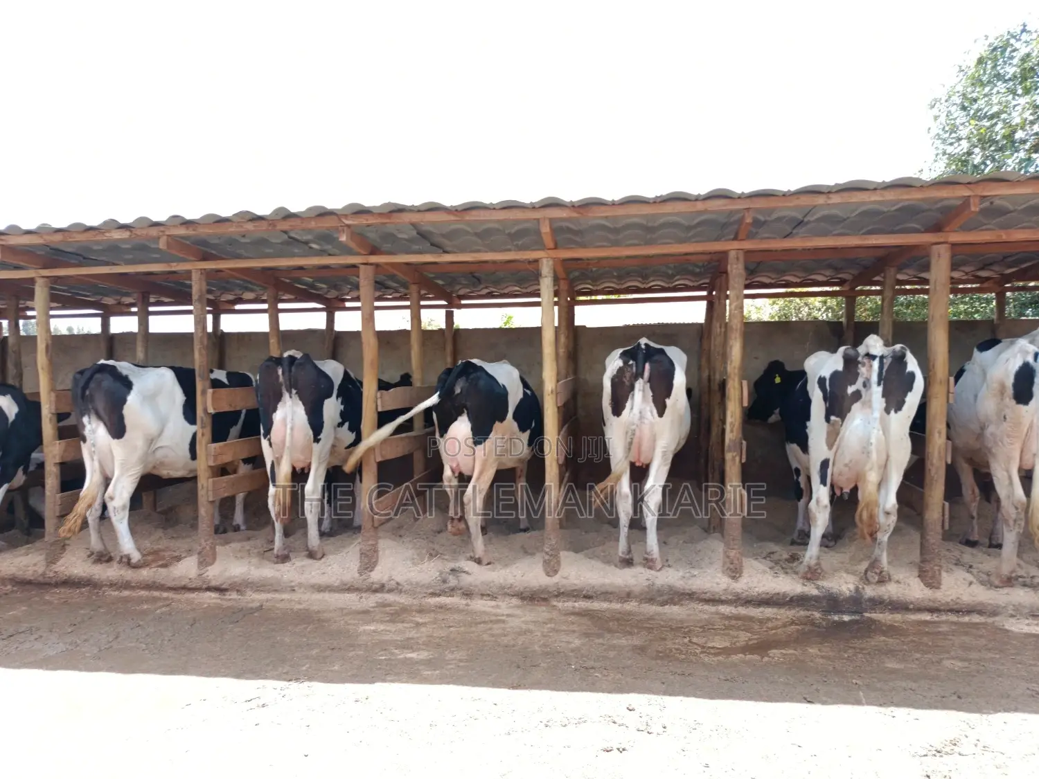 Pedigree Dairy Cow (30) + Litres Per Day
