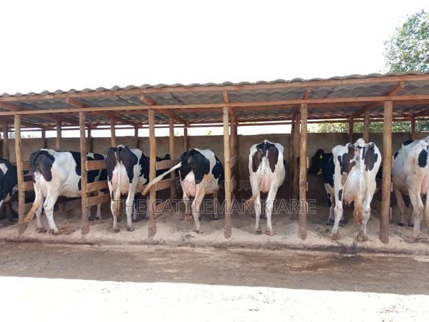 Pedigree Dairy Cow (30) + Litres Per Day - thumbnail 9