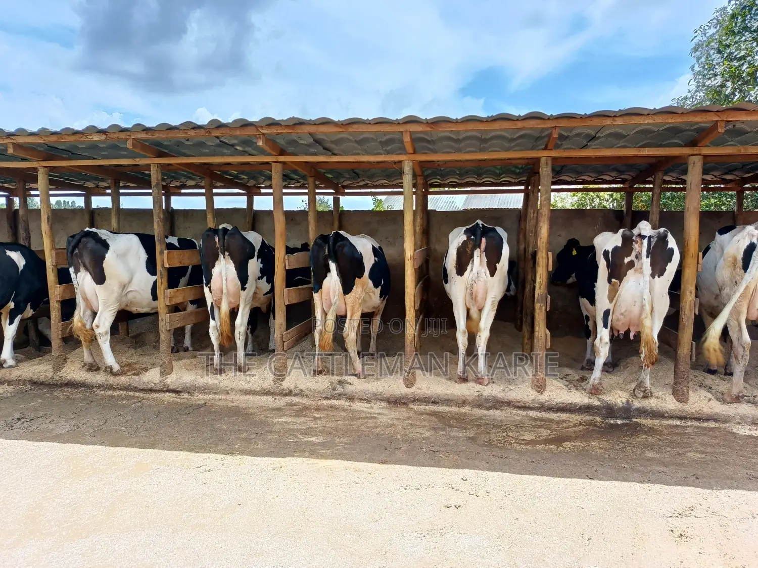 Pedigree Dairy Cow (30) + Litres Per Day