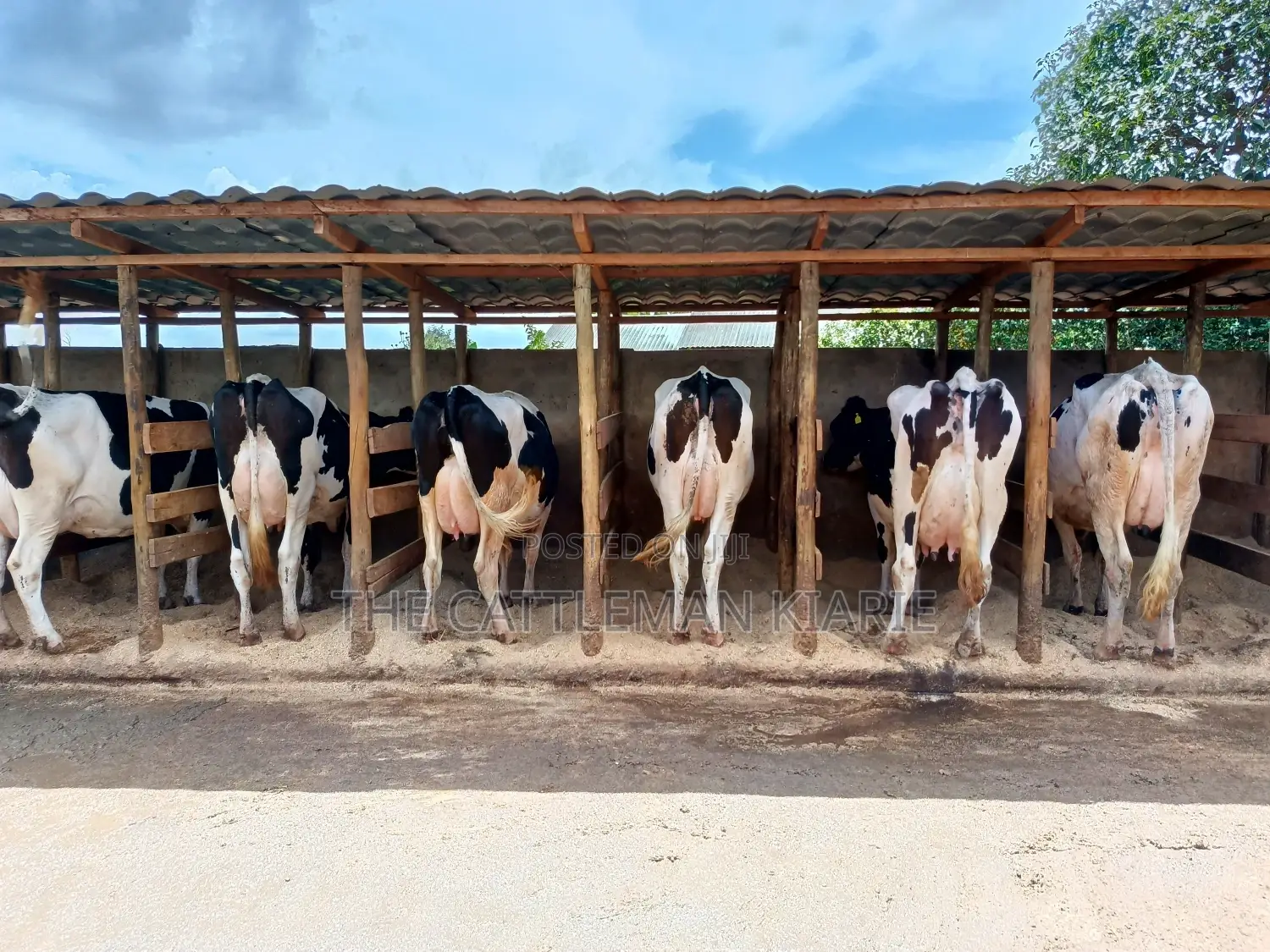 Pedigree Dairy Cow (30) + Litres Per Day