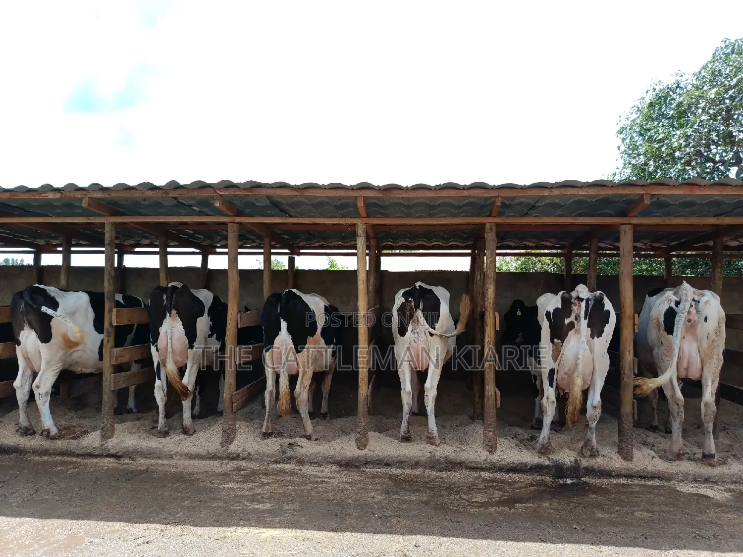 Pedigree Dairy Cow (30) + Litres Per Day