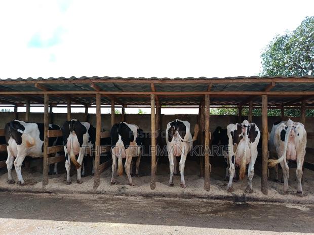 Pedigree Dairy Cow (30) + Litres Per Day - thumbnail 12