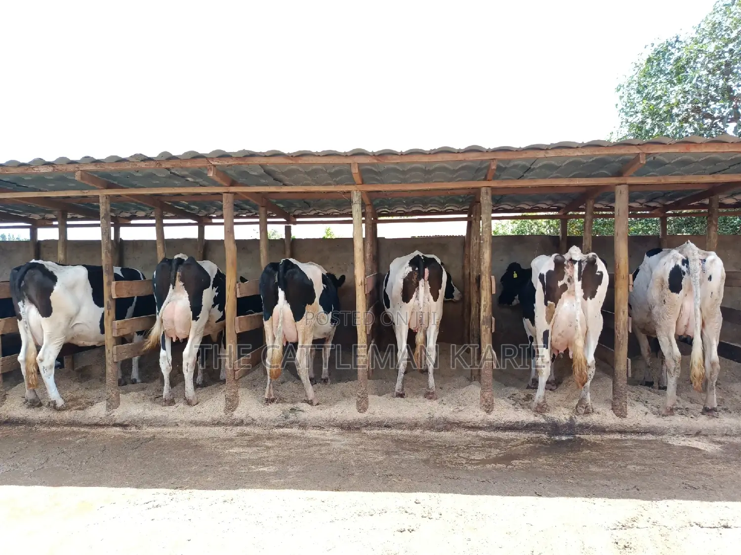 Pedigree Dairy Cow (30) + Litres Per Day