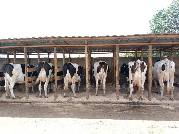 Pedigree Dairy Cow (30) + Litres Per Day - thumbnail 13