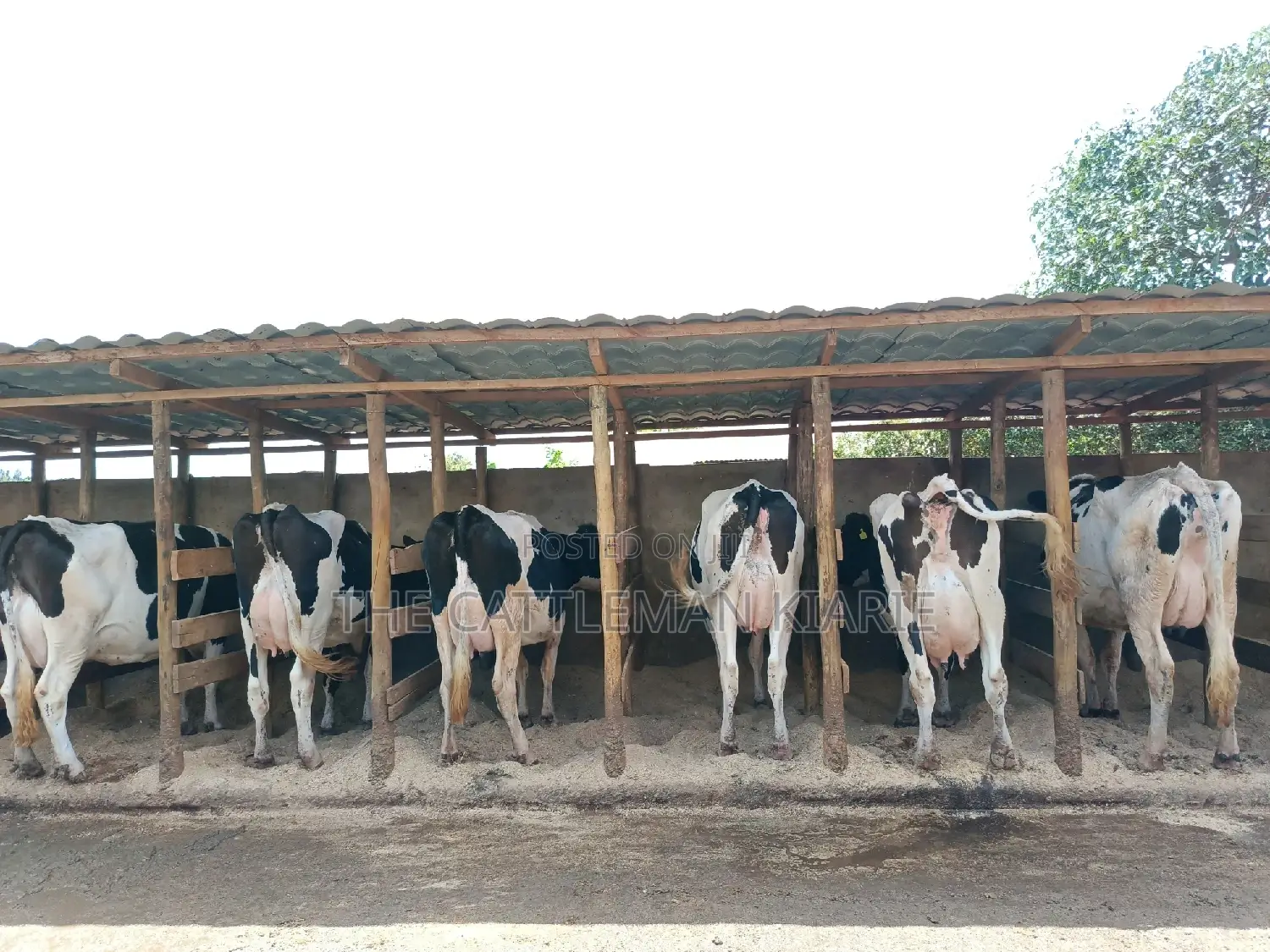 Pedigree Dairy Cow (30) + Litres Per Day